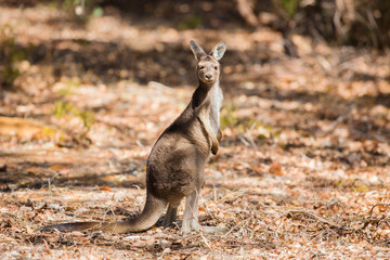 One standing kangaroo