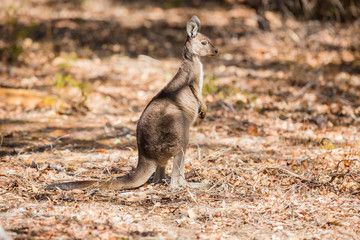 Kangaroo in the wild