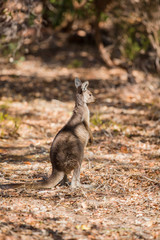 Kangaroo looking in the forest