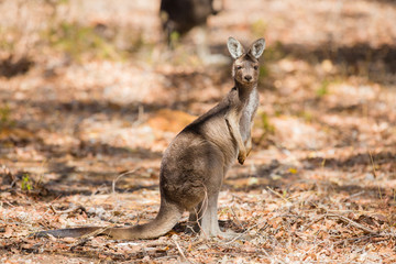 Kangaroo standing in the wild