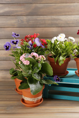Fototapeta na wymiar Beautiful flowers in flowerpots, on wooden background