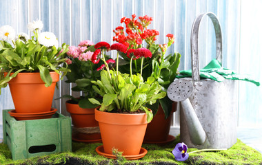 Beautiful flowers in flowerpots and gardening tools,