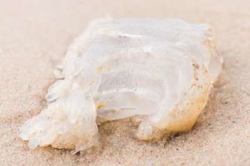 Jellyfish on the beach