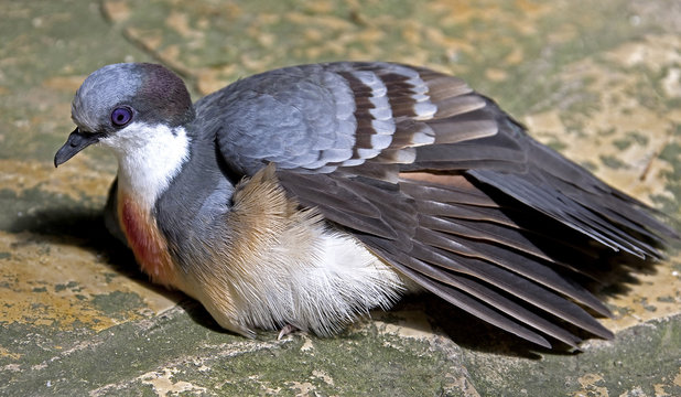 Luzon bleeeding-heart pigeon
