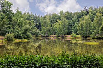 Summer forest landscape