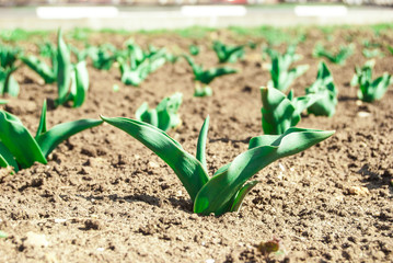 green sprout