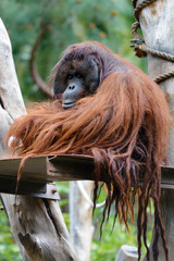 Orangutan © Oleg Znamenskiy