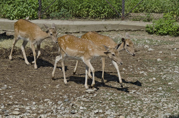 Four roes and one baby about rack in zoo Sofia, Bulgaria