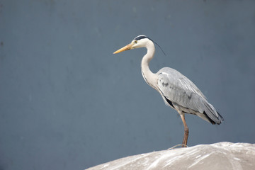 Reiher auf dem Fischmarktstand II