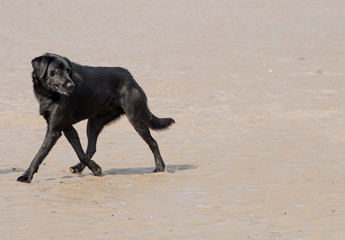 black dog on beach