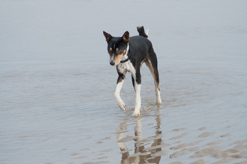 old black basenji paddling