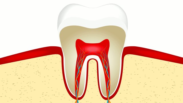 UltraHD (4k) video animation of crop of tooth