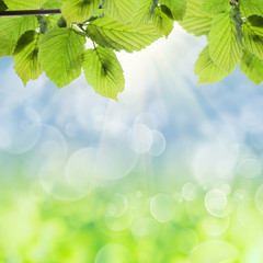 Fototapeta na wymiar Spring green leaves