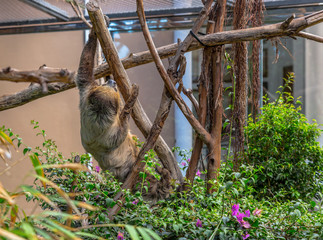 A sloth climbing a branch in its cage © eldeiv