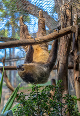 Two toed sloth hanging on a tree