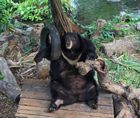Asiatic black bear relaxing