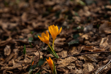 One of the very first flowers to herald in spring, this little c