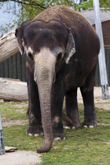 Fototapeta premium elephant