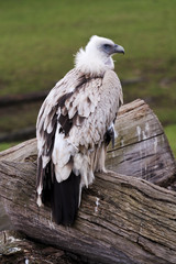 vulture