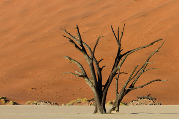 Fototapeta na wymiar Petrified tree in front of an orange sand dune