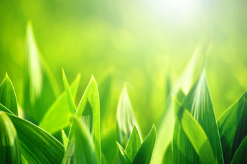 Fresh green grass as spring season background