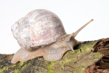 Schnecke auf einer Baumrinde