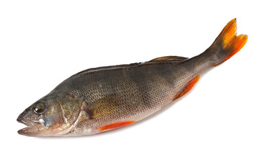 perch isolated on white background