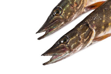 pike on white background