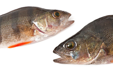 perch isolated on white background