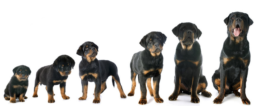 Puppy Rottweiler