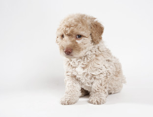 the brown french poodle