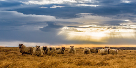 a herd of sheep in a field - Powered by Adobe