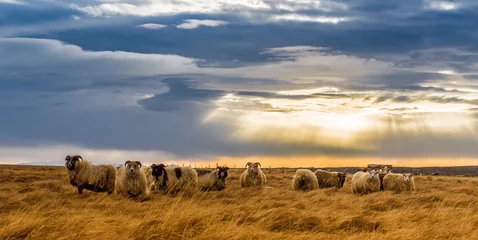 Foto op Plexiglas een kudde schapen in een veld © aiisha