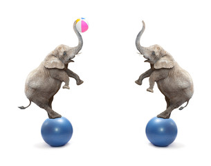 Two funny elephants playing with ball.