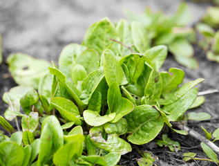 garden sorrel