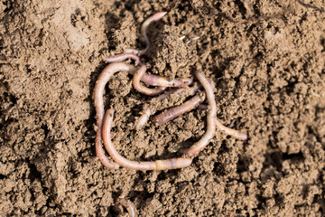 earthworms on soil. macro