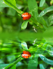 ladybug in the grass in nature. macro