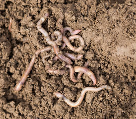 earthworms on soil. macro