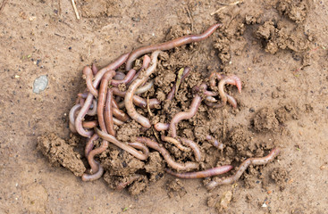 earthworms on soil. macro