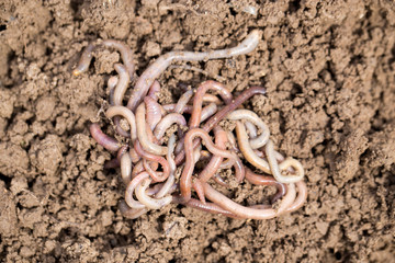 earthworms on soil. macro