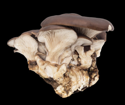 oyster mushrooms on a black background