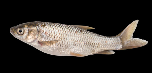fish on black background