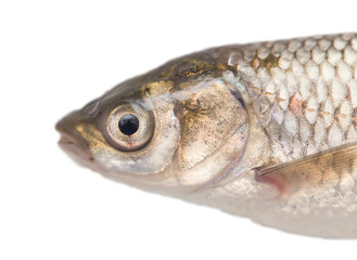 goldfish on a white background