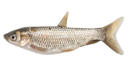 goldfish on a white background
