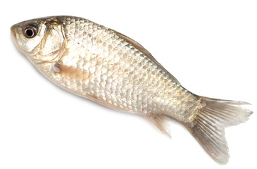 goldfish on a white background