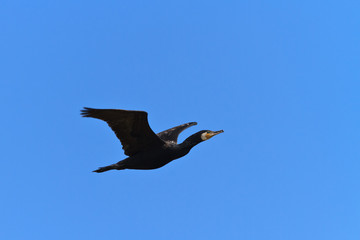 cormorant (phalacrocorax carbo)