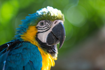 Parrot Blue Gold Macaw