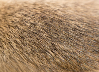 fur as background