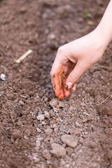 hand sowing seeds