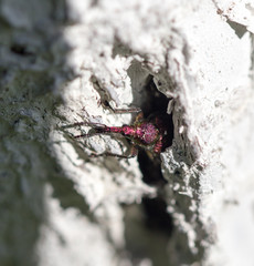 small insect in nature. macro